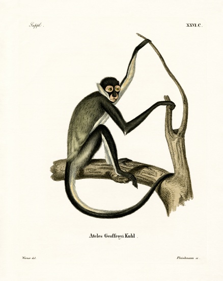 Geoffroy's Spider Monkey von German School, (19th century)