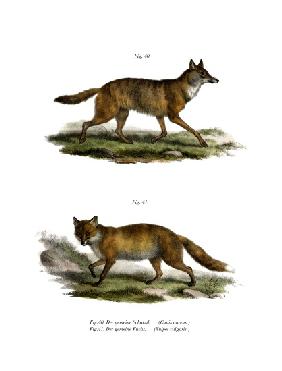 Golden Jackal 1860