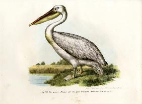 Great White Pelican 1864