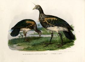 Horned Screamer 1864