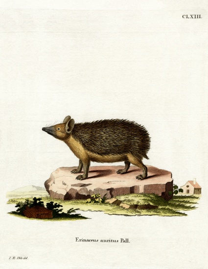 Long-eared Hedgehog von German School, (19th century)