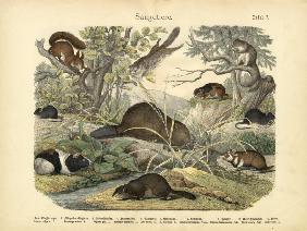 Mammals, c.1860