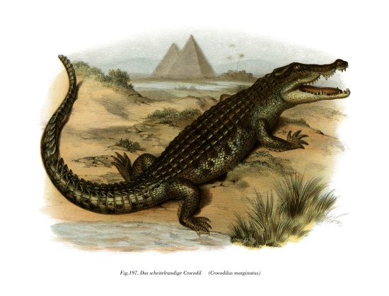 Nile Crocodile von German School, (19th century)