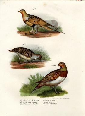 Pallas' Sandgrouse 1864