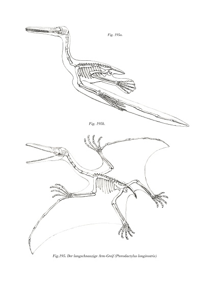 Pterodactyl von German School, (19th century)