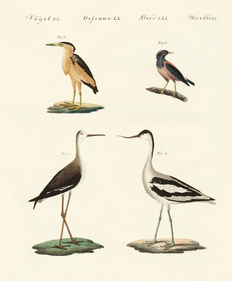 Rare German birds von German School, (19th century)
