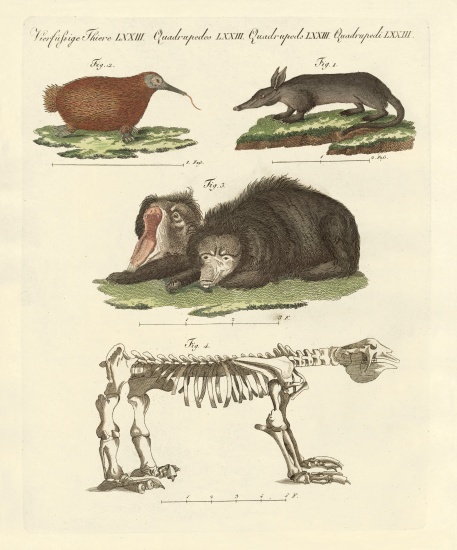 Rare mammals von German School, (19th century)