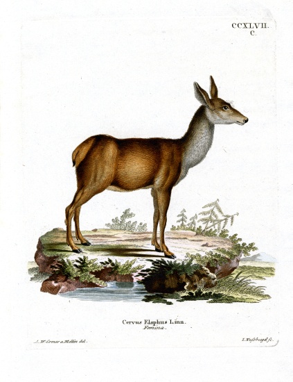 Red Deer von German School, (19th century)