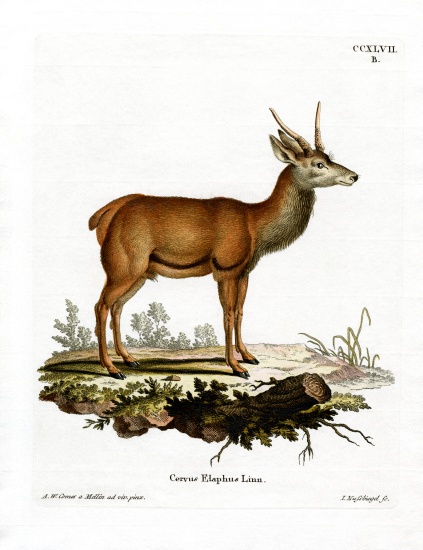 Red Deer von German School, (19th century)