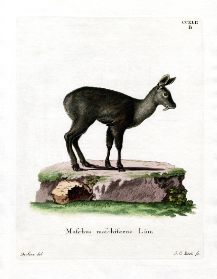 Siberian Musk Deer von German School, (19th century)