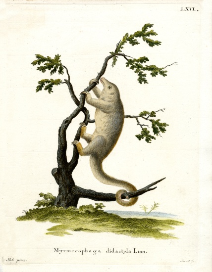 Silky Anteater von German School, (19th century)