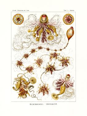 Siphonophorae 1899-1904