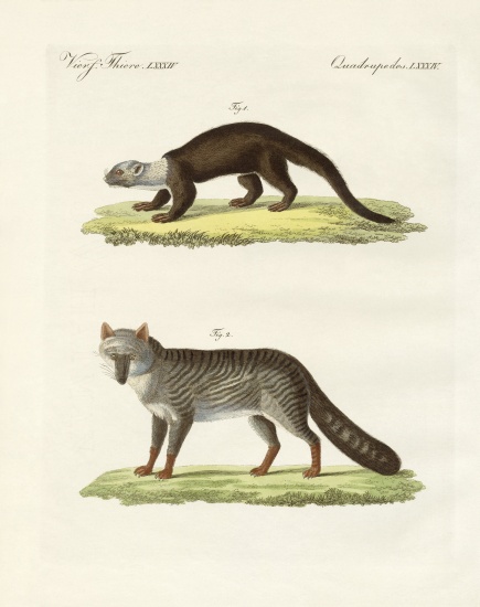 South American animals von German School, (19th century)