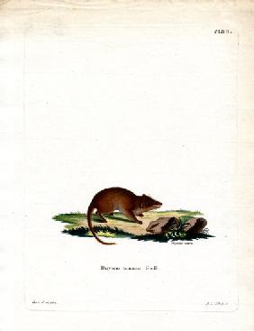 Swamp Antechinus