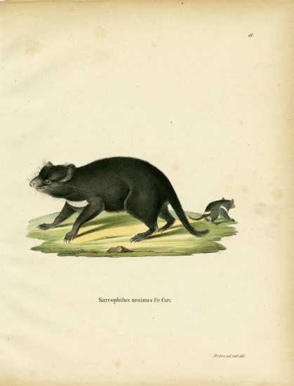 Tasmanian Devil von German School, (19th century)