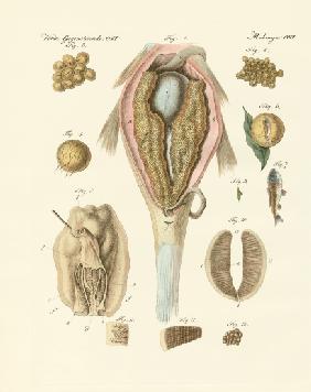 The roe or ovarium of the carps and painter's mussel, or the evolution of the fish and the painter's