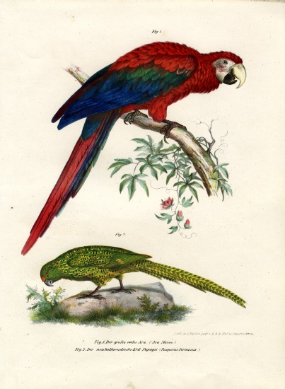 The Scarlet Macaw von German School, (19th century)