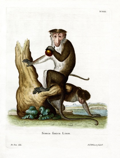 Toque Macaque von German School, (19th century)