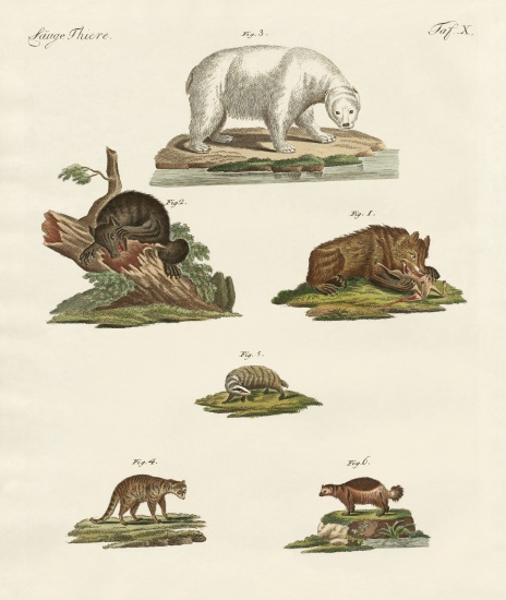 Various kinds of bears von German School, (19th century)