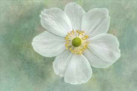 Anemone &#39;Honorine Jobert&#39;