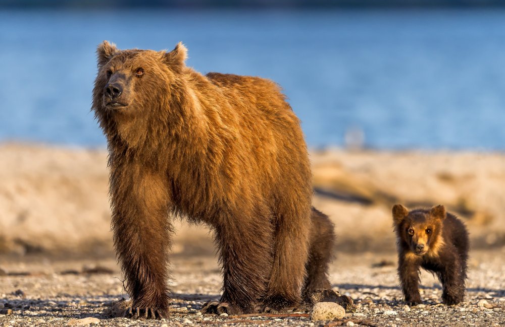 Bärenmutter mit ihren Jungen von Giuseppe DAmico