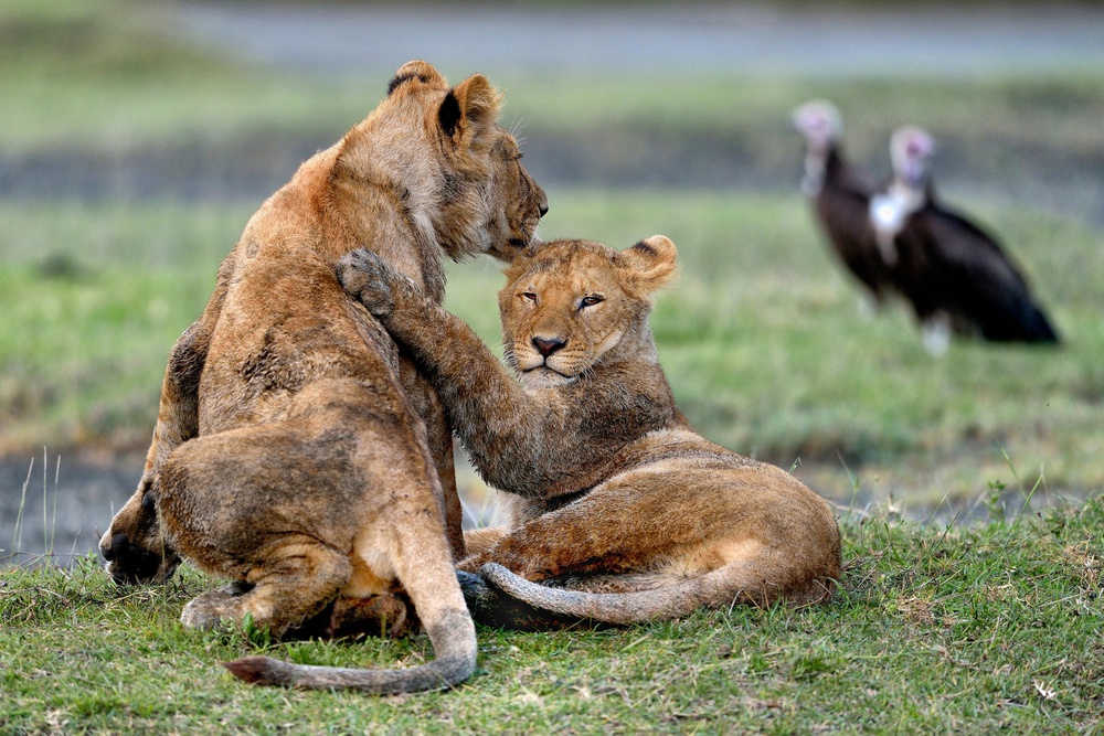 Youngs Lions – Serengeti Tansania von Giuseppe DAmico