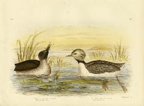 Black-Throated Grebe 1891