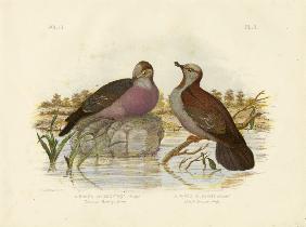 Common Bronzewing 1891