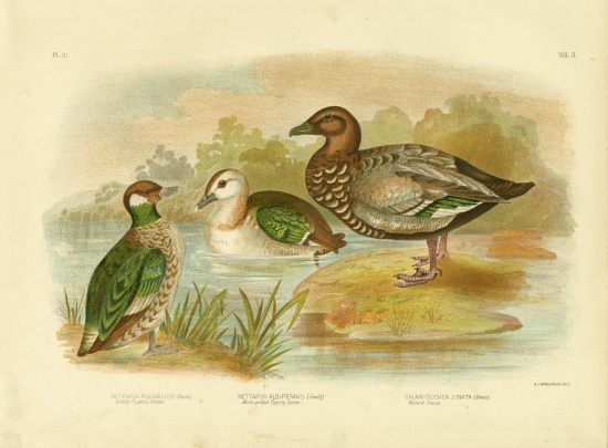 Green Pygmy Goose von Gracius Broinowski