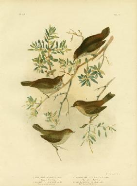 Inland Thornbill Or Broad-Tailed Thornbill 1891