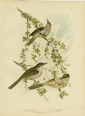 Lewin Honeyeater 1891