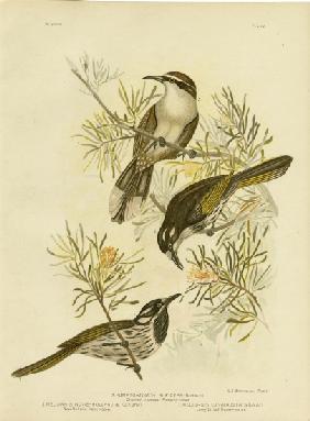 Long-Billed Honeyeater 1891