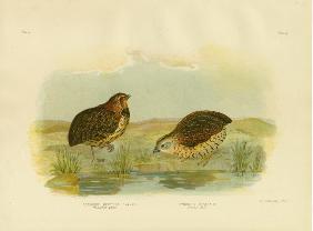 Pectoral Quail 1891