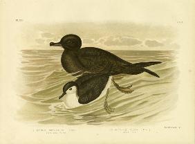 Short-Tailed Petrel 1891