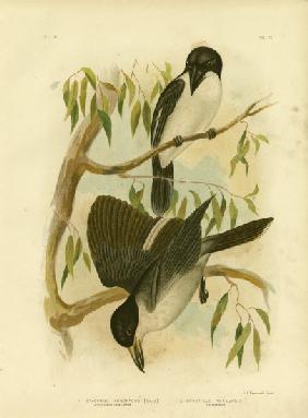 Silverys-Backed Crow-Shrike Or Silver-Backed Butcherbird 1891