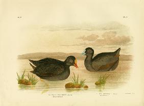 Sombre Gallinule Or Dusky Moorhen 1891