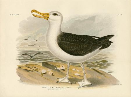 Black-Browed Albatross 1891