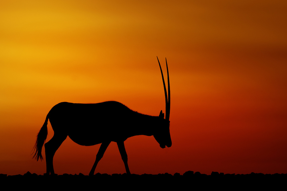 Arabische Oryx von Haitham AL Farsi