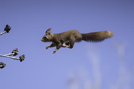 Fliegendes rotes Eichhörnchen