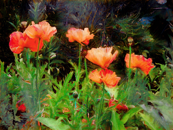 Peachy Poppies von Helen White