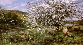 Obstgarten mit Schafen im Frühling (in Wales) 1909