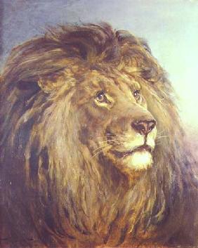 A Lion's Head