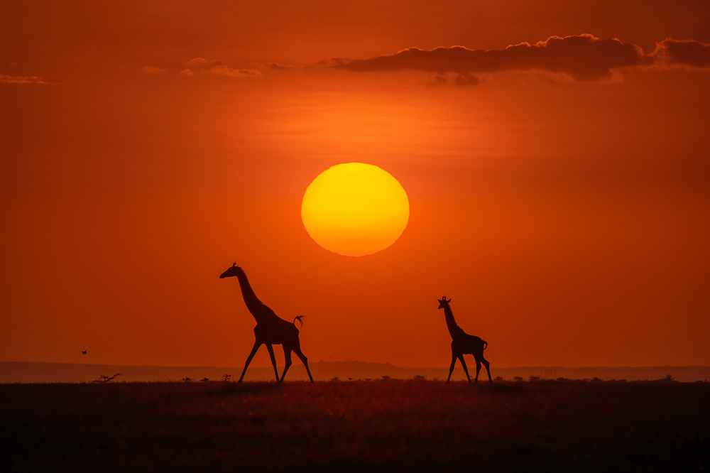 Giraffen im Sonnenuntergang von Hua Zhu