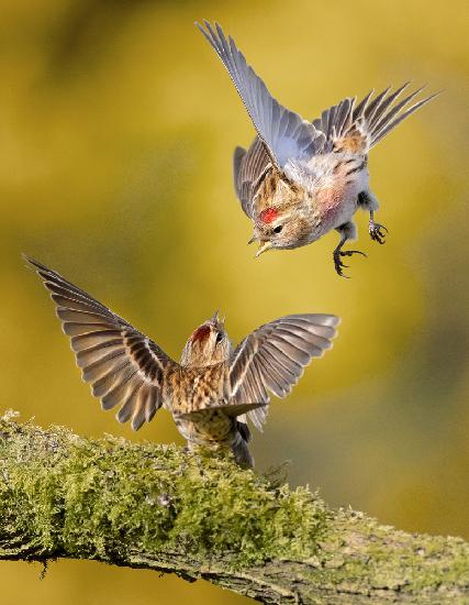 Redpolls-Streit