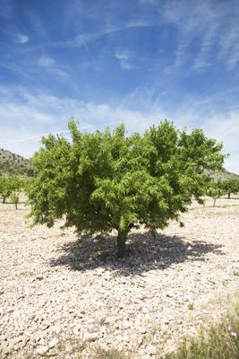 tree von Iñigo Quintanilla