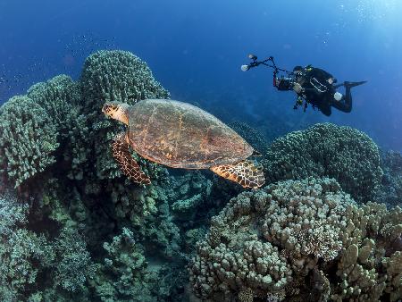 Schildkröte und ein Fotograf