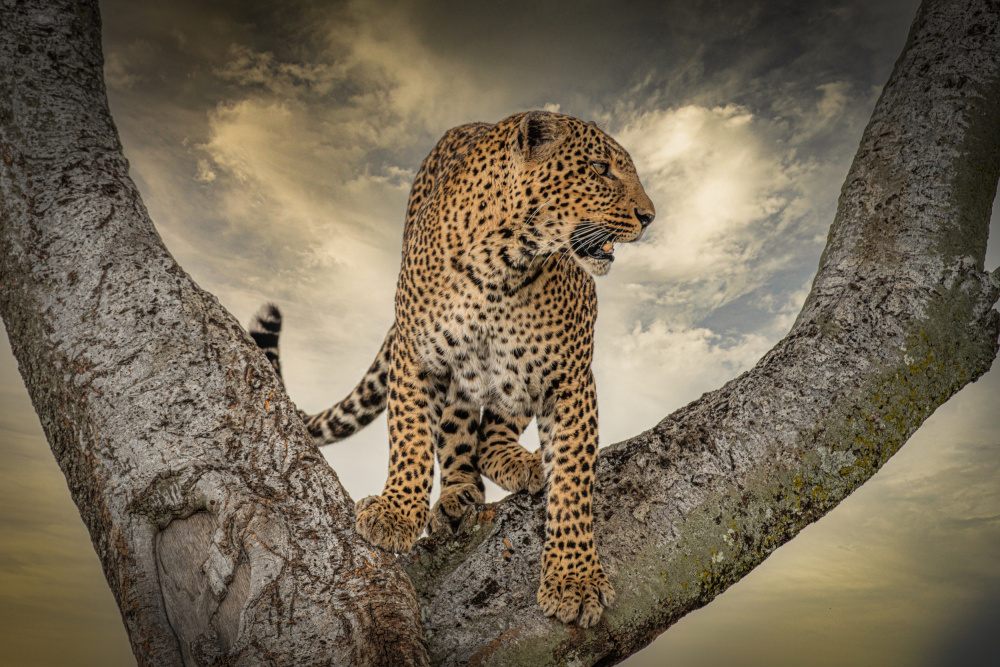 Leopard auf Baum von Isam Telhami
