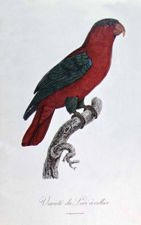 Parrot: Lory or Collared von Jacques Barraband