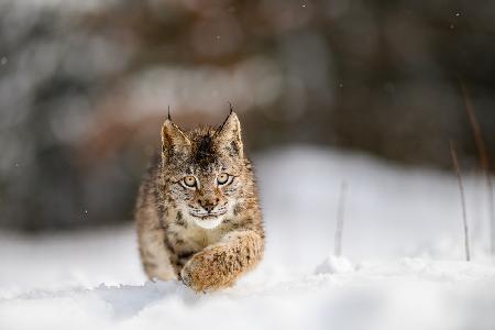 Der Eurasische Luchs (Lynx lynx)