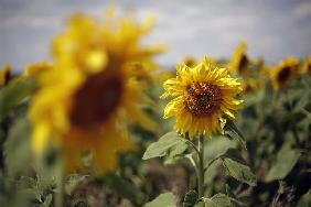 Sonnenblumen auf dem Feld